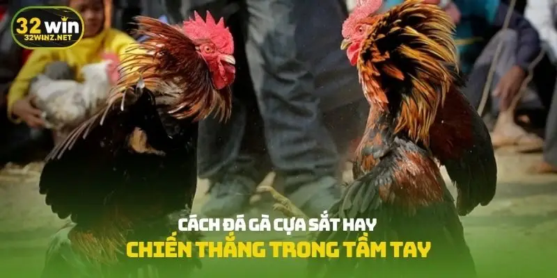 Cách đá gà cực sắt hay